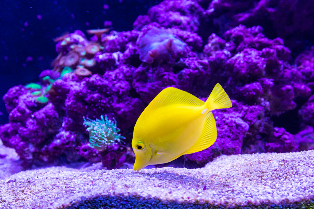 sea aquarium